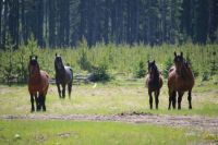 Wild Stallions