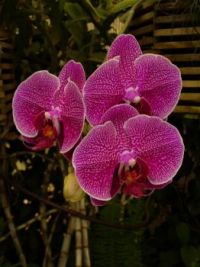 I love orchids!