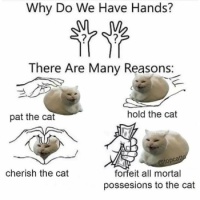 Cats Rule