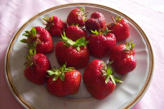 My strawberries, 2011