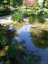 goldfish pond at Avon Gardens