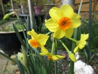 Daffodils-- in the corner of the mid section of my back garden