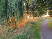 Golden sunset through the willows