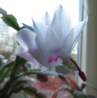 White Christmas Cactus......First (of many) flower in bloom ...