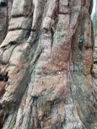 Sequoia Trunk