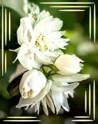 🌼Intoxicating fragrance🌼