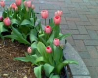 Street Tulips