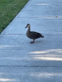 Why did the duck cross the sidewalk?