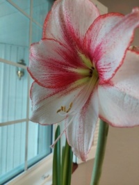 My amaryllis is finally blooming!