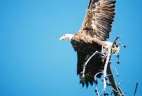 Bald Eagle Takeoff