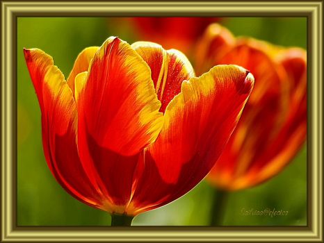 Láminas de flores_Hermosos tulipanes