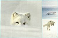 Peek-A-B00, I See You!   Arctic Fox By NWF