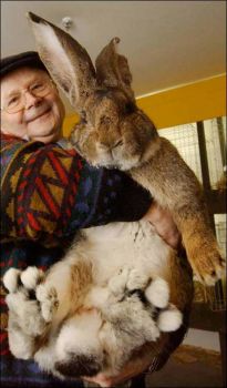 huge rabbit