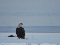 I saw an eagle out on the ice shelf