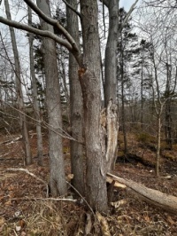 There is a surprise in one of these trees :)