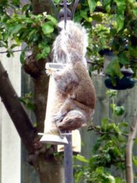 Grey Squirrel