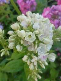 flox