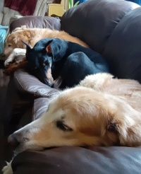 3 dogs on a couch