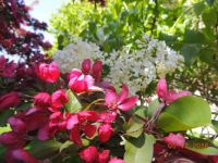 lilac and crab closeup