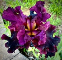 deep purple iris