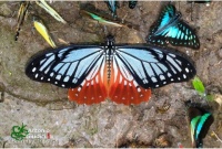 Thailand Butterflies