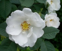 White Old Fashioned Rose