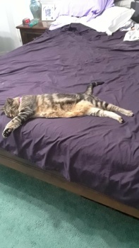 7-22-25  StripeyCat can take up a lot of space.