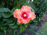 Maui Hibiscus