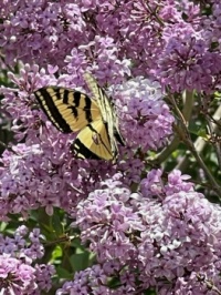 LILACS AND BUTTERFLY