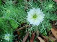 White Cornflower (Cumin)