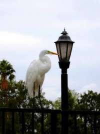 Standing Guard . . . Great Egret