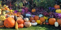 Saratoga Springs Pumpkins 2