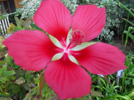 A "Florida" Texas star hibiscus