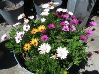 Spaanse Margieten -- Osteospermums  --  update