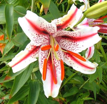 Oriental lily 'Dizzy'