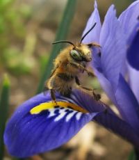 bumble bee