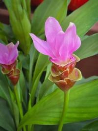 a Siam Tulip, native to Thailand and Cambodia