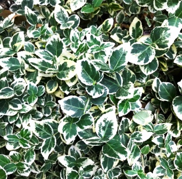 Solve Euonymus, Emerald Gaiety (large) jigsaw puzzle online with 169 pieces