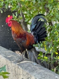 Key West Free Range Rooster