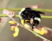 Yellow-faced Bumblebee on Deerweed, San Elijo Lagoon, Cardiff, California