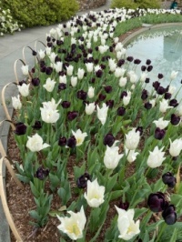 White and Purple Flowers