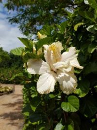 Hibiscus White Kalakua