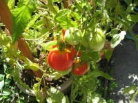Sweet Tomatoes on Vine