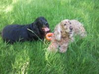 Sam and Bonny