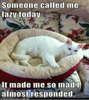 funny animal captions