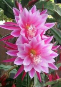 pink cactus flower??