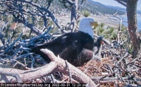 Eagle cam at Big Bear Lake, California