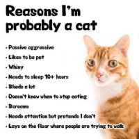 You Are a Cat