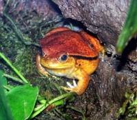 San Diego Zoo - Tomato Frog