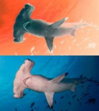Scalloped Hammerhead Shark, with inverse